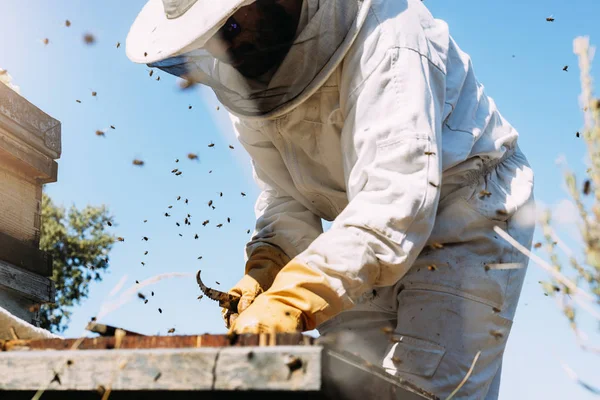 L'apicoltore che lavora raccoglie il miele. — Foto Stock