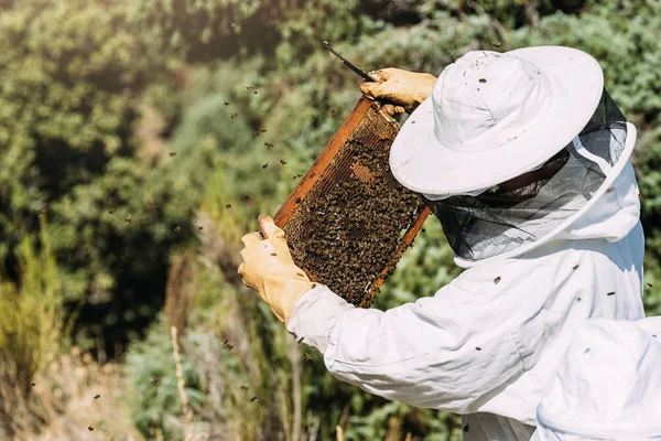 L'apicoltore che lavora raccoglie il miele. — Foto Stock