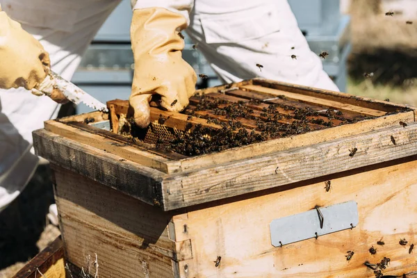 일하는 양봉가 꿀을 모으는 모습. — 스톡 사진