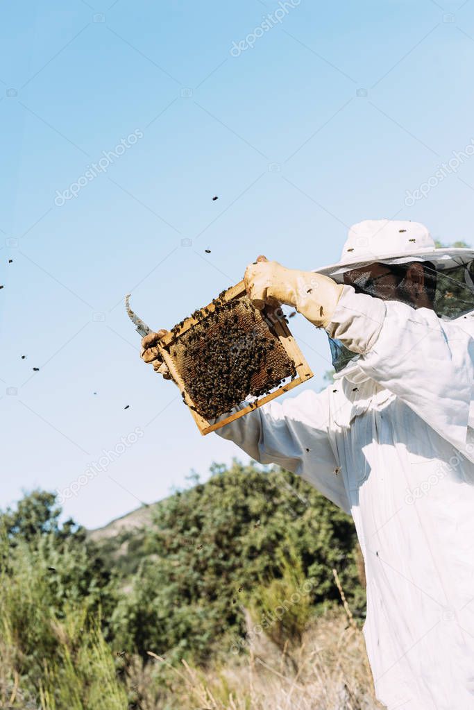 Beekeeper working collect honey.