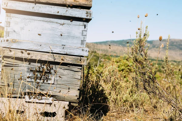 Včely na plástve v přírodě. — Stock fotografie