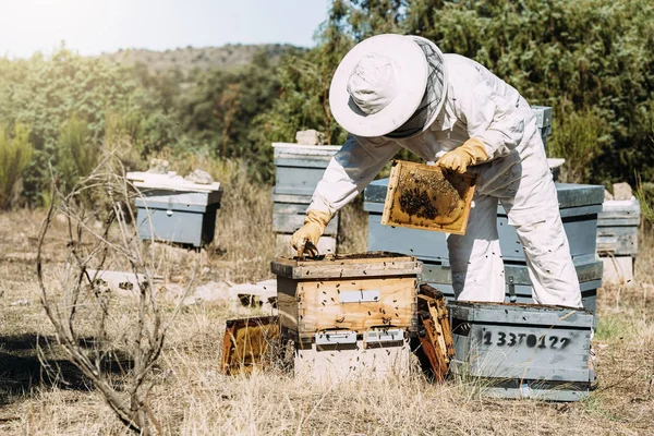 Apicultor trabajando recoger miel. — Foto de Stock