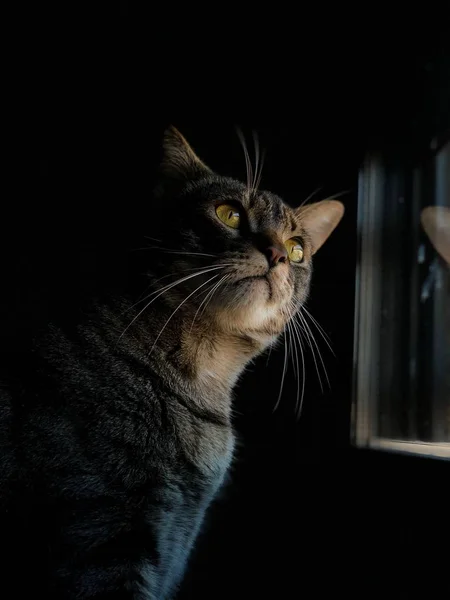 Красивая кошка смотрит в окно . — стоковое фото