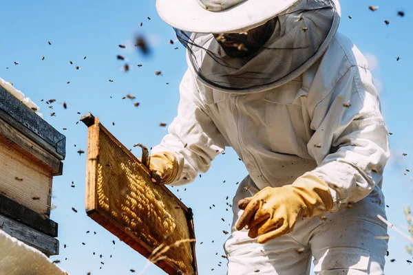 Apicultor trabajando recoger miel. —  Fotos de Stock