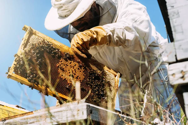 Μελισσοκόμος που εργάζεται συλλέγει μέλι. — Φωτογραφία Αρχείου