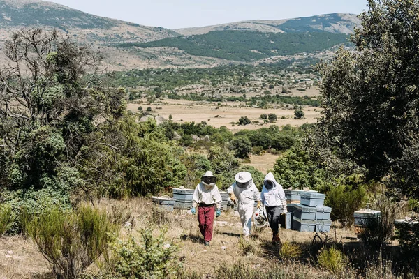 Los apicultores que trabajan recogen miel . — Foto de Stock