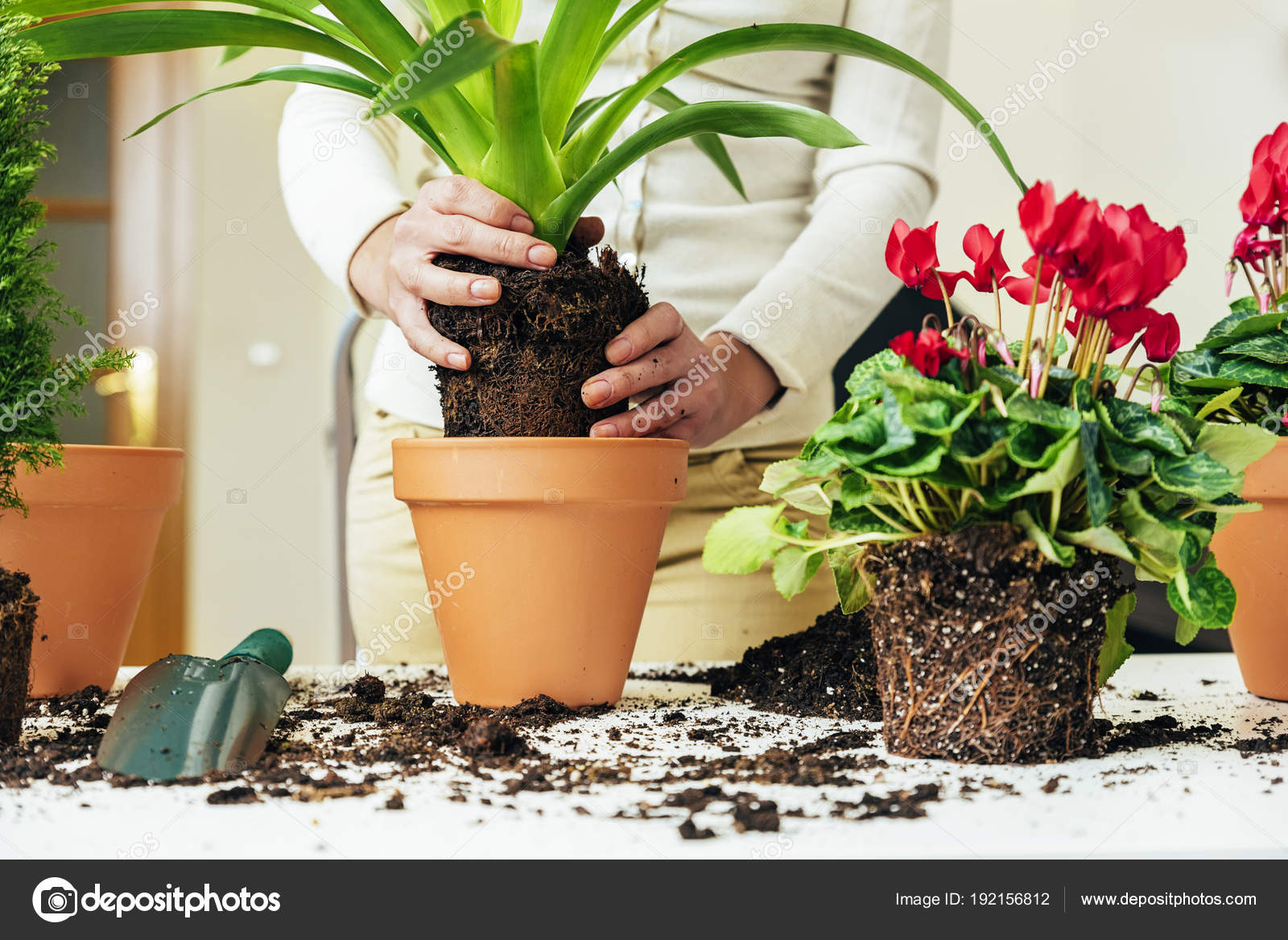 Комнатные цветы в горшках. Цветок в горшке. Пересадка растений. Пересадить комнатные растения в марте 2024. Пересадка цветов.