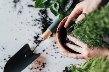 Kadının nakli bitki eller.