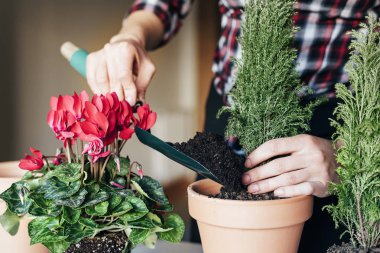 Kadının nakli bitki eller.