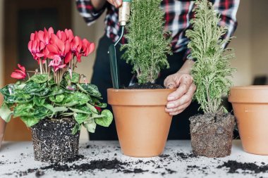 Kadının nakli bitki eller.