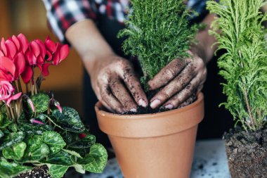 Kadının nakli bitki eller.
