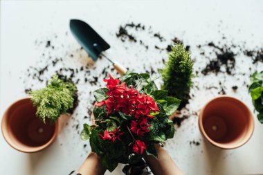 Kadının nakli bitki eller.