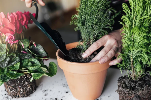 Woman's hands transplanting plant. — Stock Photo, Image