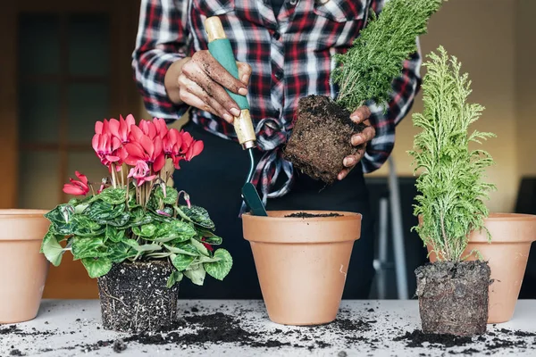 Woman's hands transplanting plant. — Stock Photo, Image