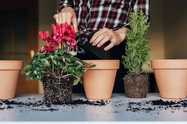 Planta de trasplante de manos de mujer . — Foto de Stock