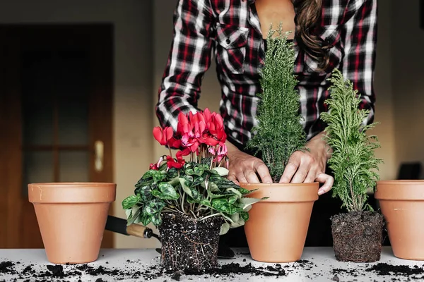 女人的手移栽植物. — 图库照片