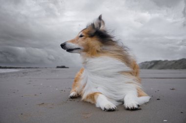Bir yetişkin kırmızı rough collie sahilde yatıyor.