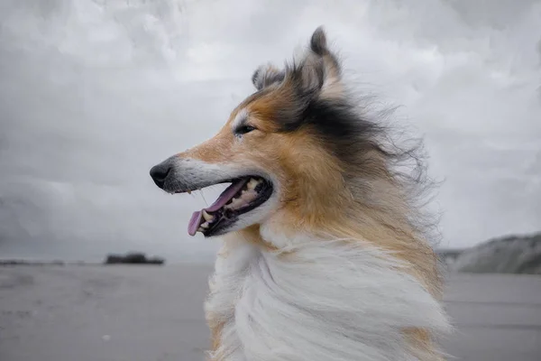 Sahilde bir yetişkin kırmızı rough collie.