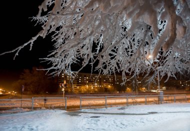Kış gecesi şehir. Karla kaplı dalları ile görüntüle