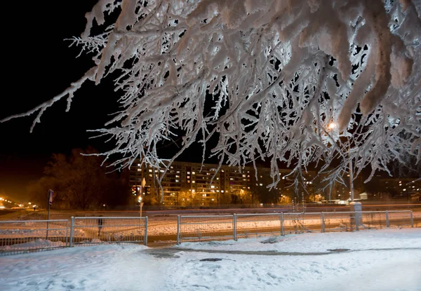 Kış gecesi şehir. Karla kaplı dalları ile görüntüle