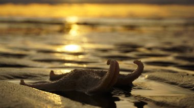 Deniz yıldızı günbatımı bir arka plan üzerinde bacakları bükülmüş