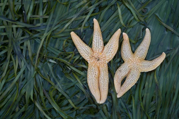 İki deniz yıldızı ellerini kaldırdı ve iki küçük adam gibi görünüyordu