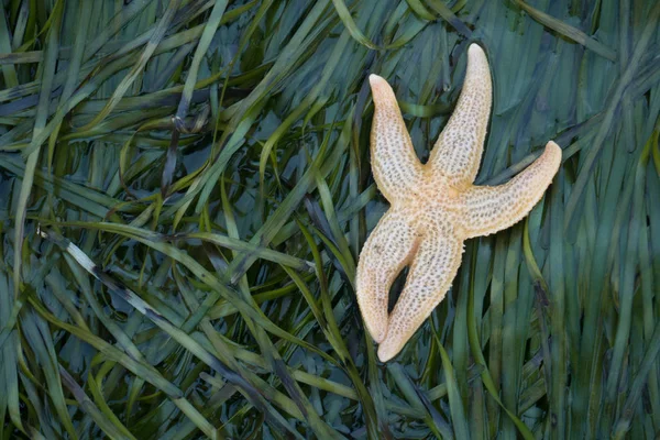 Ne deniz yıldızı yeşil yosun yatıyor. Çok komik biraz gibi görünüyor