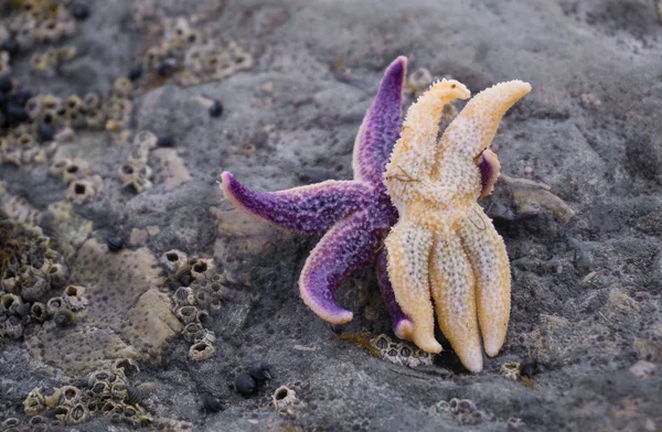 Two starfish hugs each other like lovers.