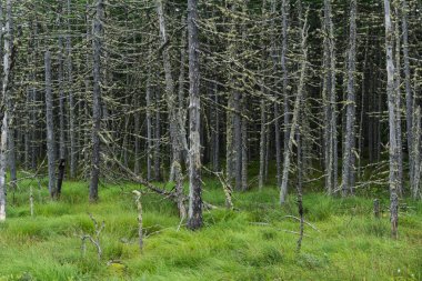 Korkunç peri orman ve çevresinde bir bataklık.