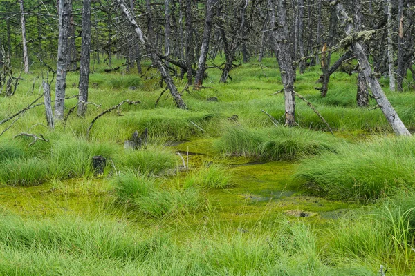 Kuru ölü ağaçlar ile Kuzey bataklık.