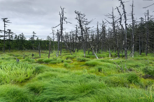 Kuzey bataklık ve Ladin ormanı etrafında büyüyen.