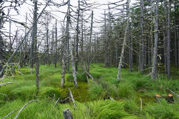 Parlak bir yeşil bataklık ve ölü ağaçlarda.