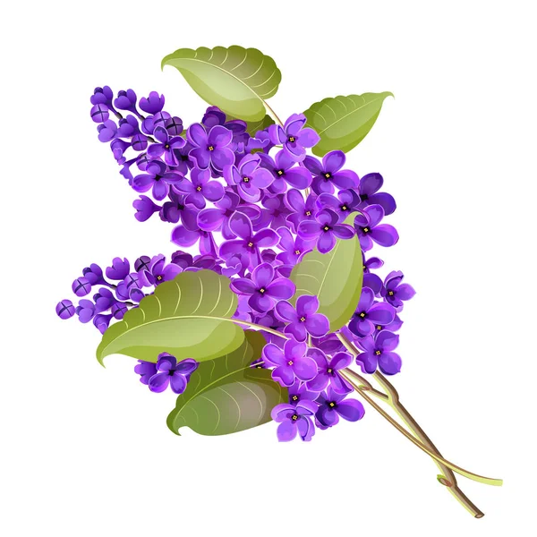 Illustration vectorielle d'une branche de lilas . — Image vectorielle