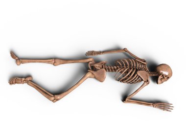 bir iskelet 3d cg render