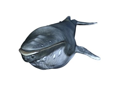 bir balinanın 3d cg işleme