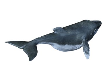 bir balinanın 3d cg işleme