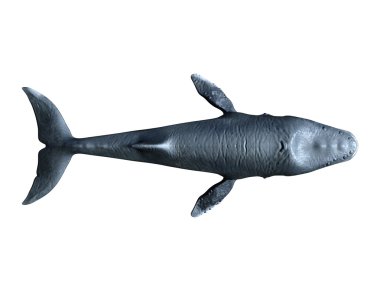 bir balinanın 3d cg işleme