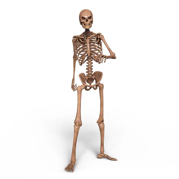 3d cg prestação de um esqueleto — Fotografia de Stock