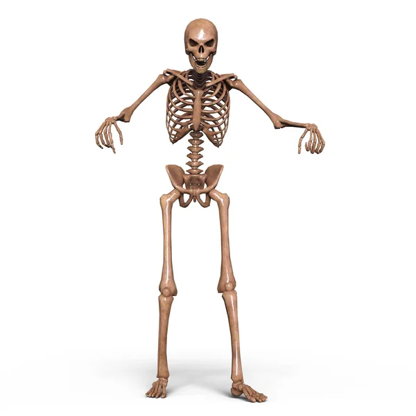 3D cg Darstellung eines Skeletts — Stockfoto