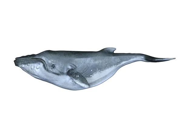 고래의 3d cg 렌더링 — 스톡 사진