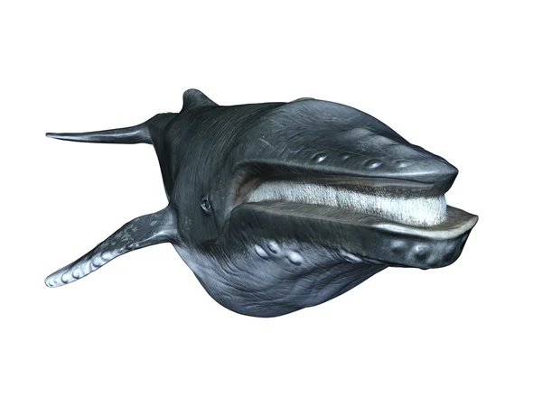 3D CG рендеринг кита — стоковое фото