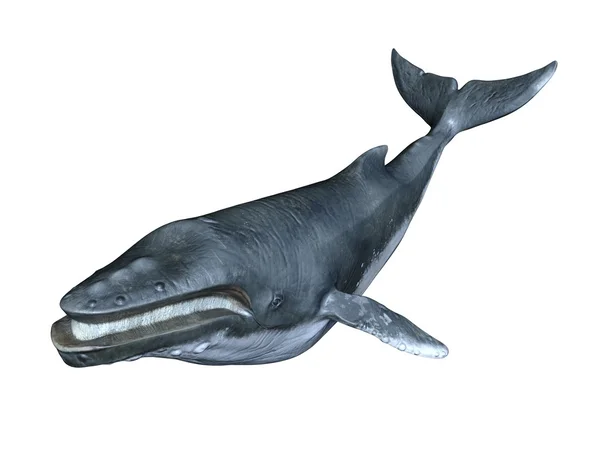 Renderowania 3D cg wieloryba — Zdjęcie stockowe