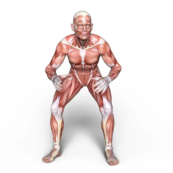 3D CG rendering of a male lay figure — Stock Photo, Image