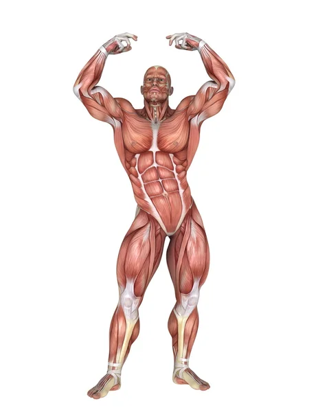 3D CG rendering of a male lay figure — Stock Photo, Image