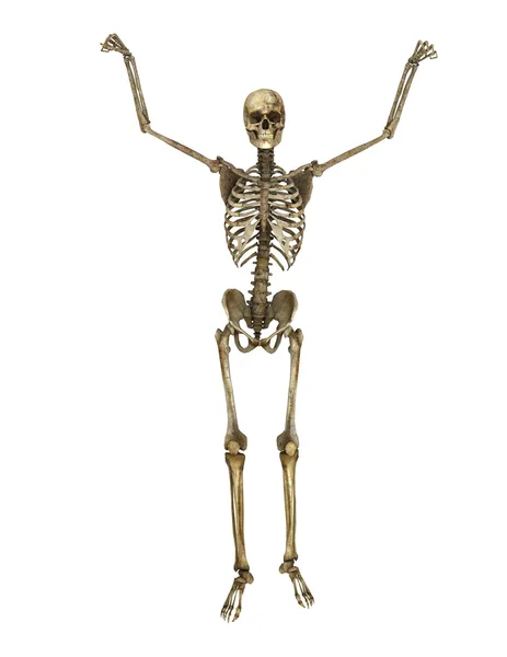 3D-cg rendering van een skelet — Stockfoto