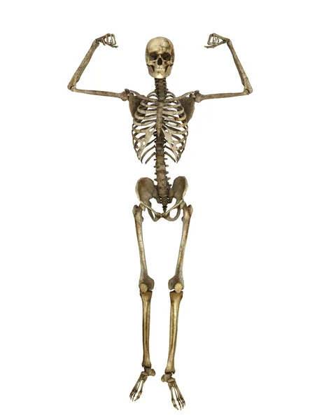 3d cg rendu d'un squelette — Photo
