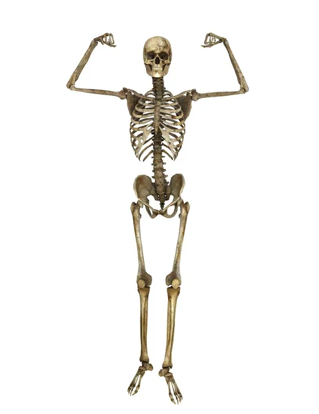 3D CG rendering of a skeleton — Stock Photo, Image