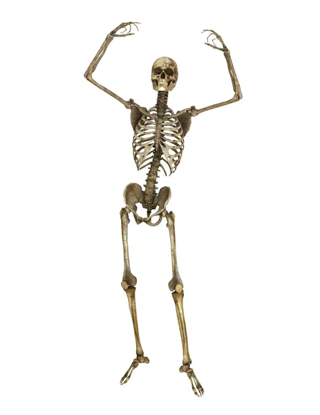 3d cg prestação de um esqueleto — Fotografia de Stock