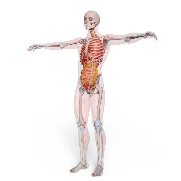 3D CG rendering of a male lay figure — Stock Photo, Image