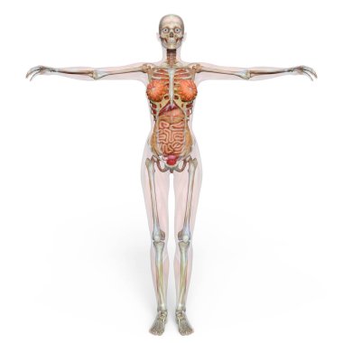 bir lay şekil 3d cg render